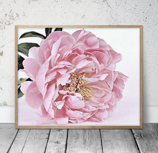 Large Pink Peony Flower Poster Print Wall Art Home Decor