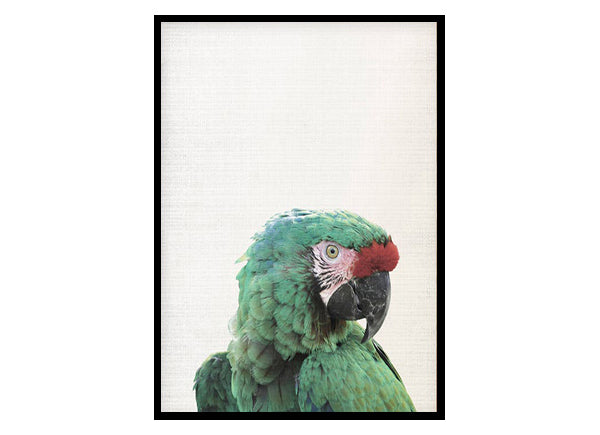 Macaw Parrot Poster Print, Bird Wall Art Home Decor