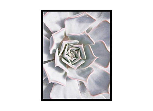 Botanical Poster Print Cactus Flower Plants, Modern Wall Art Home Decor