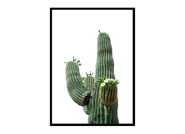Cactus Poster Print, Saguaro Cactui, Home Wall Decor