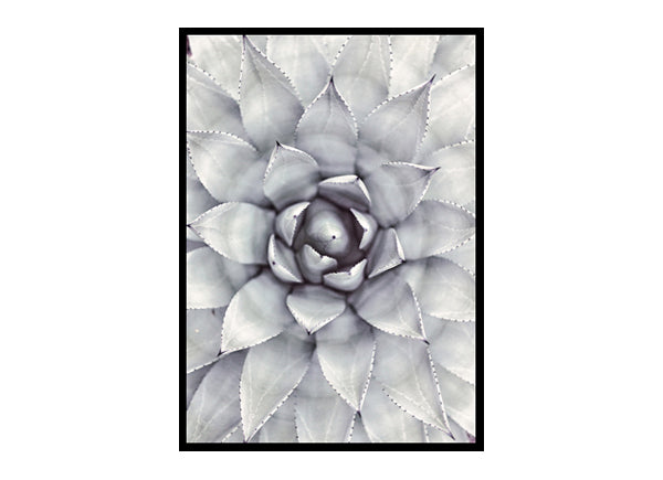 Succulent Botanical Art Minimalist Modern Art Poster Print