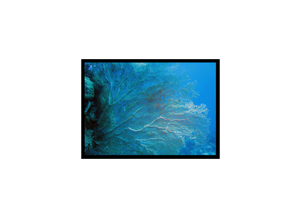 Coral Aqua Ocean, Sea, Beach Poster Print