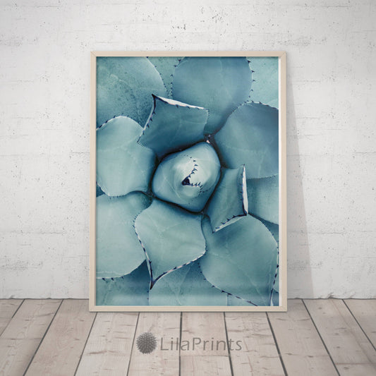 Cacti Photography,Cactus Poster,Nature Photos,Plant Art Print,Home Decor Print