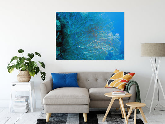 Coral Prints, Navy Decor, Underwater Photography, Aqua Print, Home Decor Print