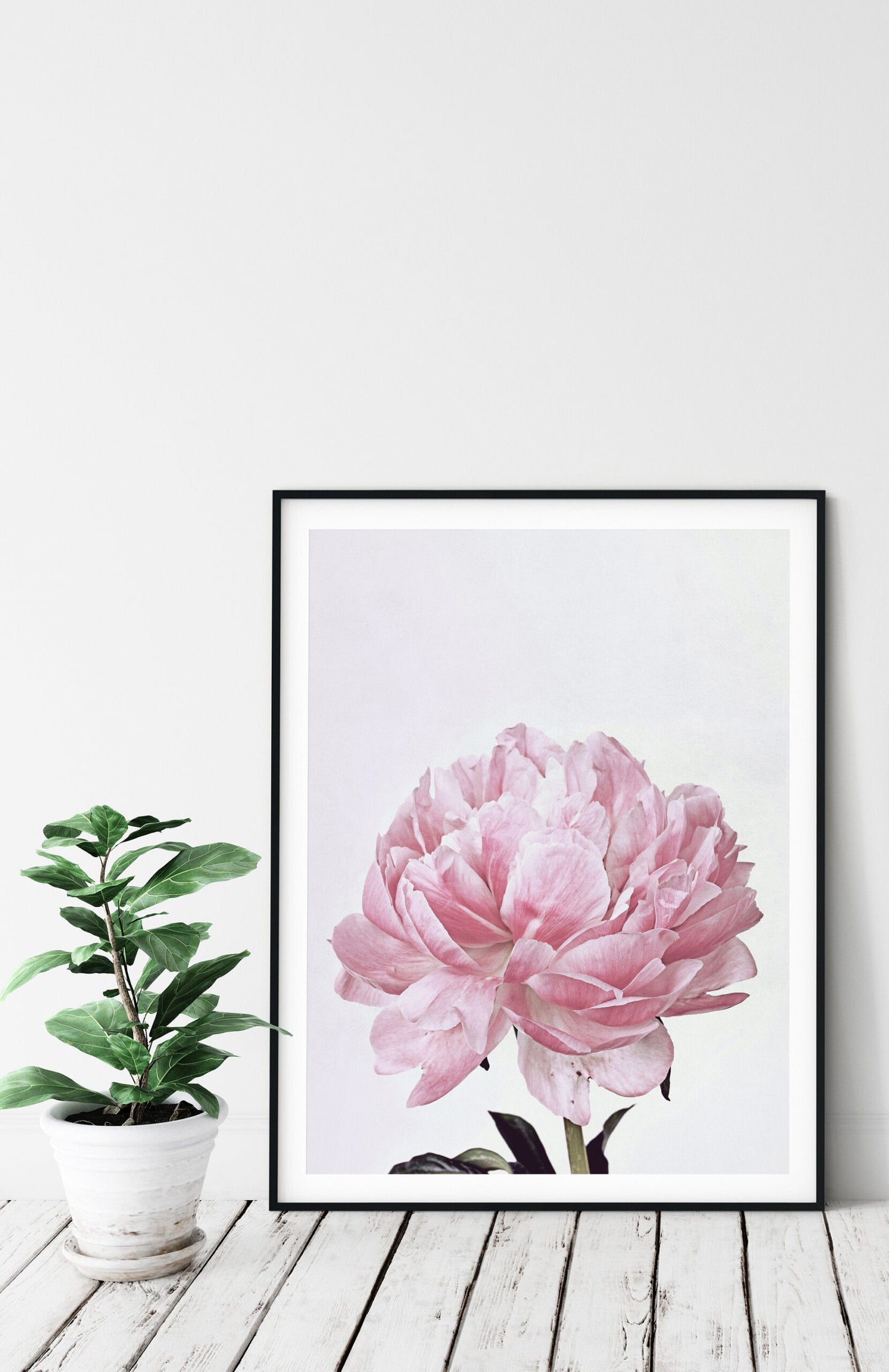 Pink Peony Flower Poster Print Wall Art Decor