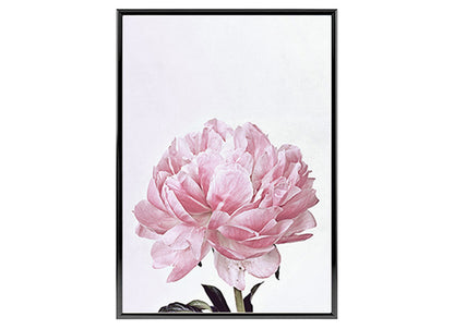 Pink Peony Flower Poster Print Wall Art Decor