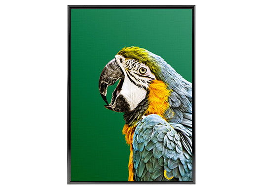 Macaw Parrot Print, Bird Wall Art Home Decor