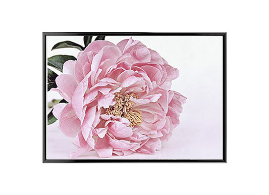 Large pink peony flower poster print used as wall art for home decor, featuring a vibrant, fully bloomed peony with delicate petals and a rich green background