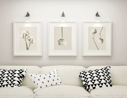 Set of 3 Poster Prints White Peonies, Wall Art Home Decor