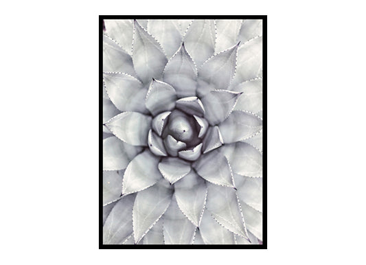 Succulent Botanical Art Minimalist Modern Art Poster Print