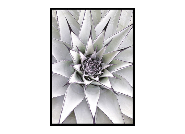 Minimalist Succulent Agave Minimalist Modern Art Poster Print