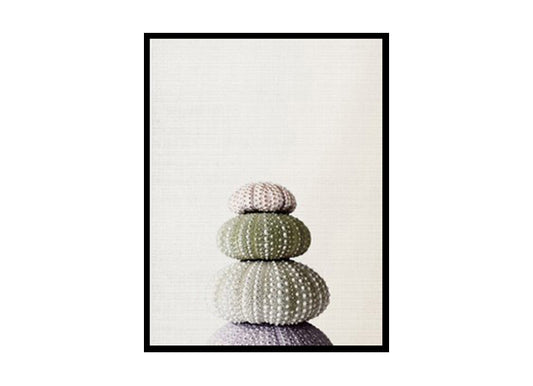Sea Shell Marine Urchin Home Decor Ocean, Sea, Beach Poster Print