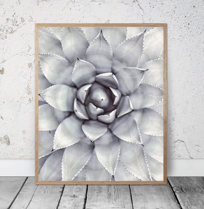 Succulent Art Prints, Succulent Decor, Botanical Print, Room Wall Art Decor