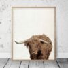 Buffalo Print, Bison Wall Art, Camel Buffalo, Camel Decor, Home Decor Animal