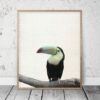 Toucan Print, Tropical Bird, Toucan Art, Tropical Art, Home Decor Animal Printable