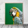 Macaw Parrot Print, Tropical Photo, Parrot Wall Art, Home Decor Animal Prints