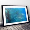 Coral Prints, Navy Decor, Underwater Photography, Aqua Print, Home Decor Print