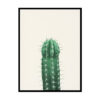 Cactus Poster Print